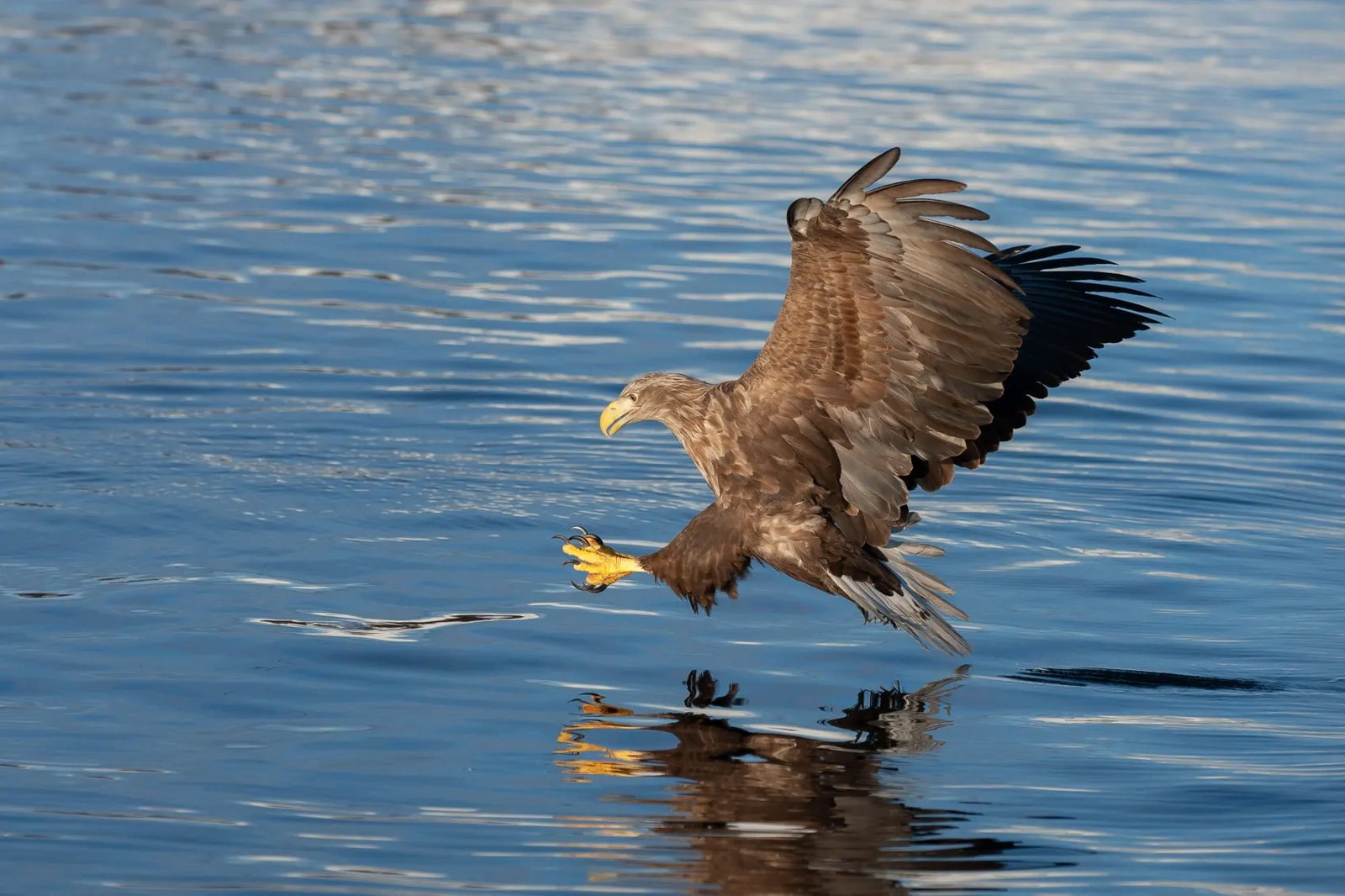 Sea eagle lofoten trollfjorden geir notnes