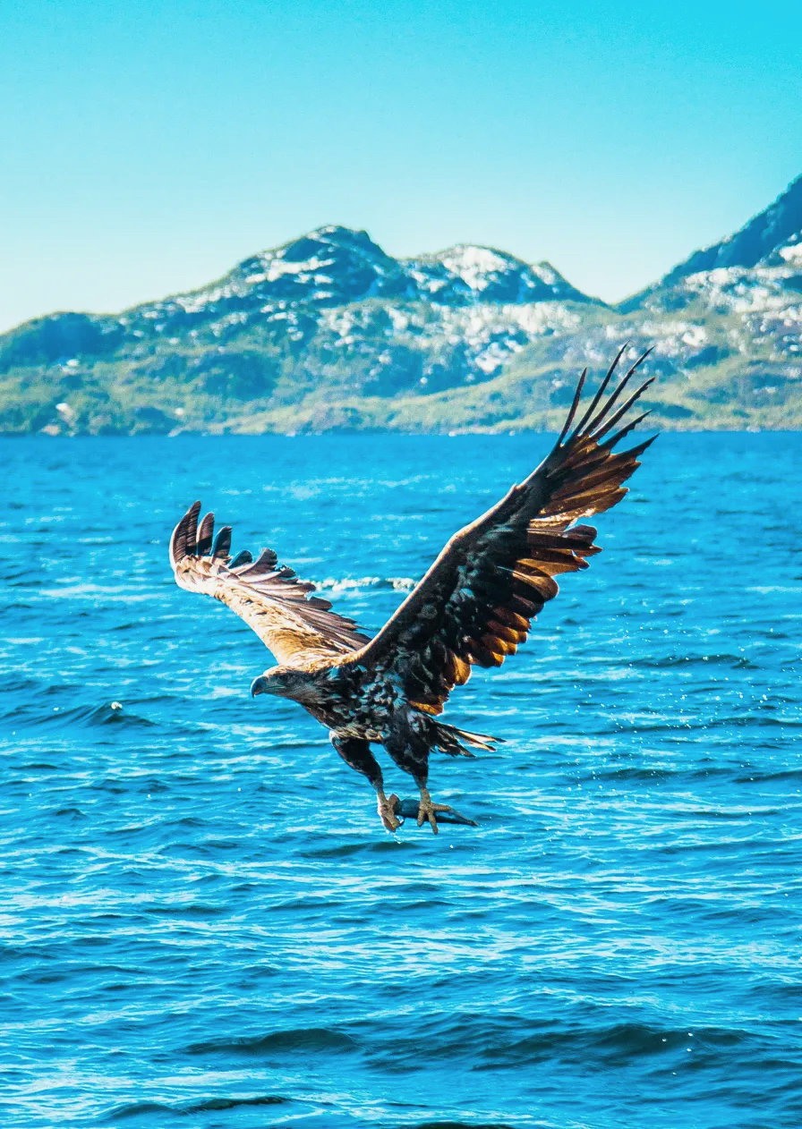 Sea eagle rib safari photo xxlofoten 2020 1