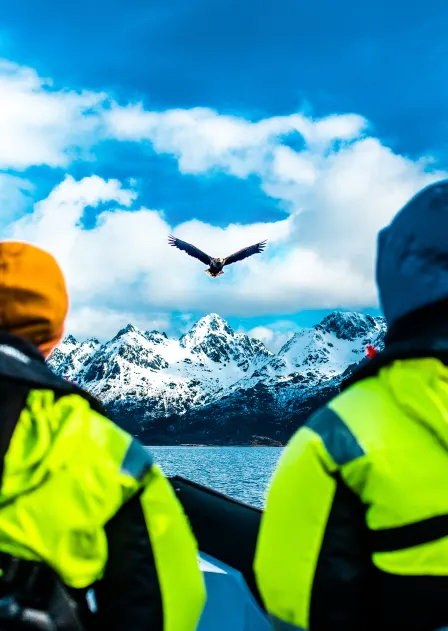 Sea eagle rib safari photo xxlofoten 2020 113