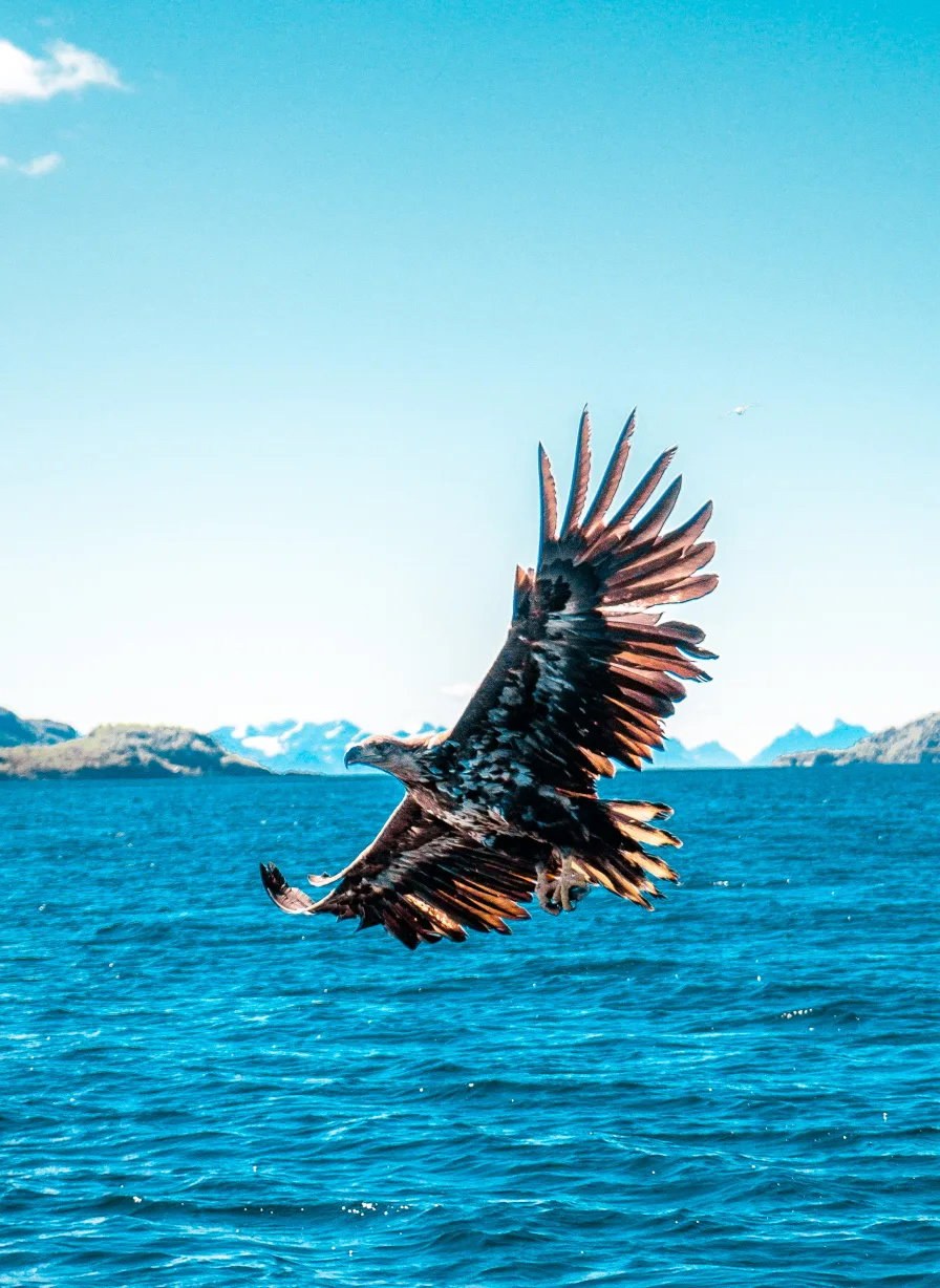 Sea eagle rib safari photo xxlofoten 2020 56