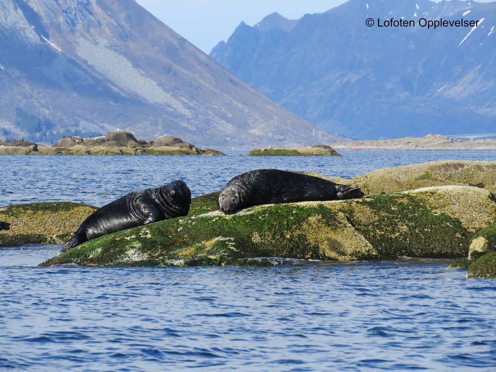 Sommersnorkling med sel102