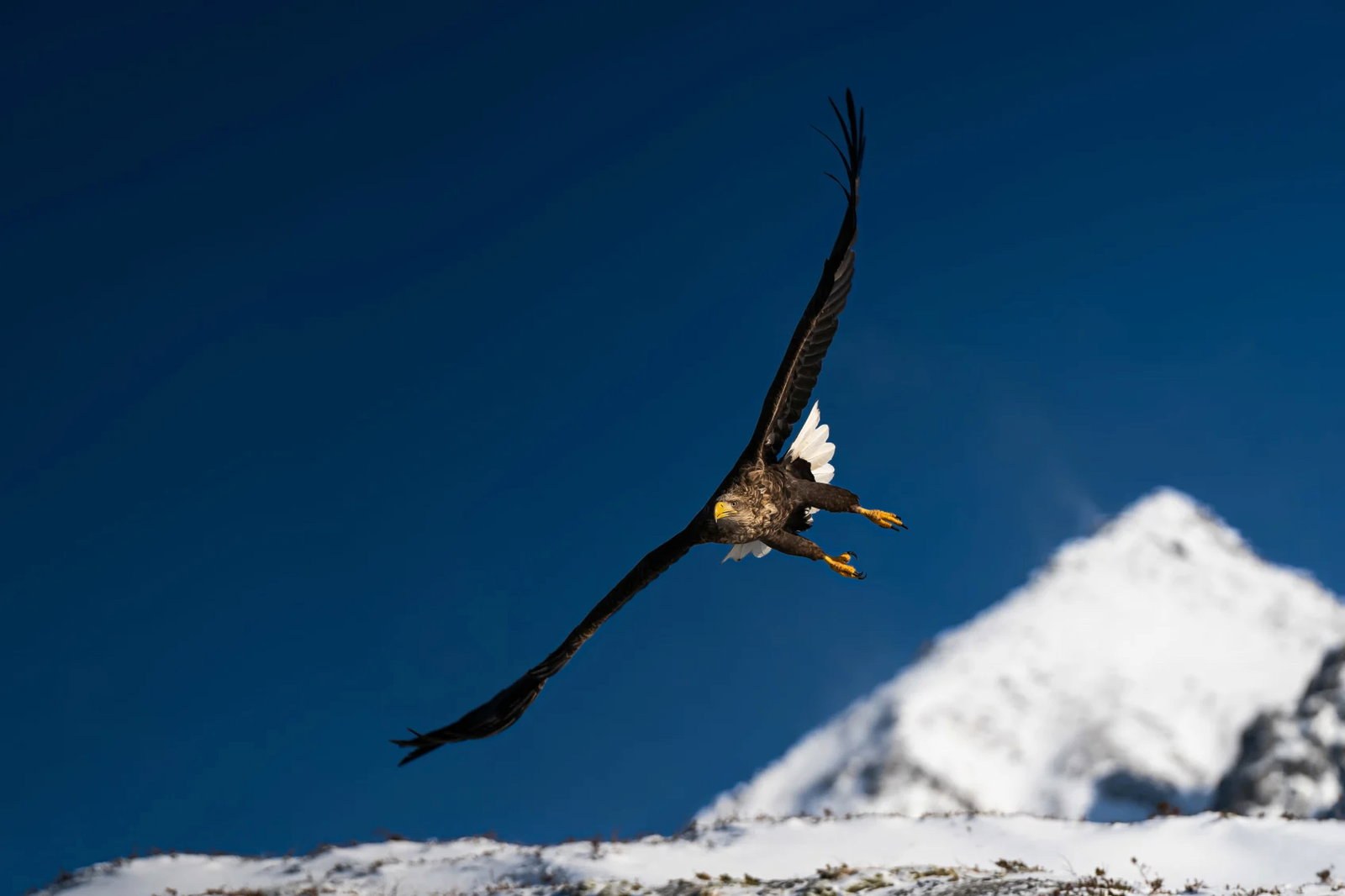 Xxlofoten sea eagle rib safari photo carl filip olsson 17